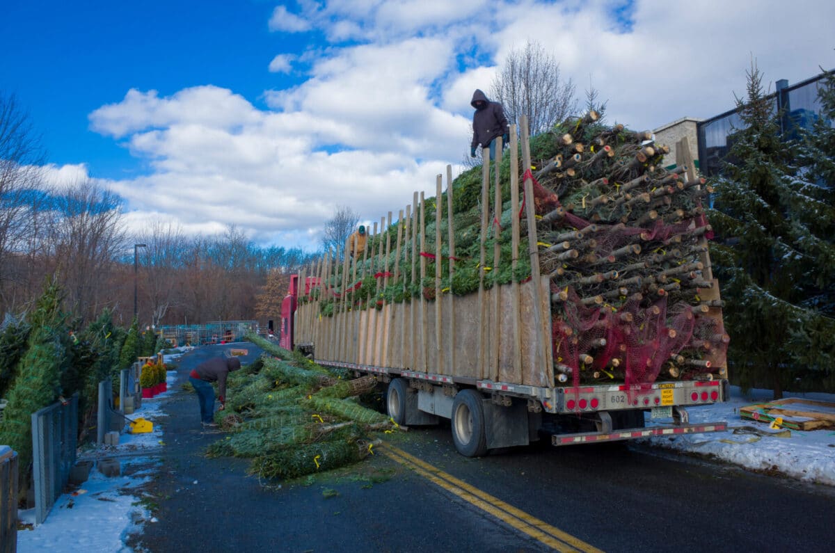 Christmas Tree Delivery Impact on Freight Capacity & Rates Zipline